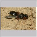 Harpactus lunatus - Grabwespe w03g - beim Eintrag einer Zikade - OS-Hollage Lehmkuhle.jpg